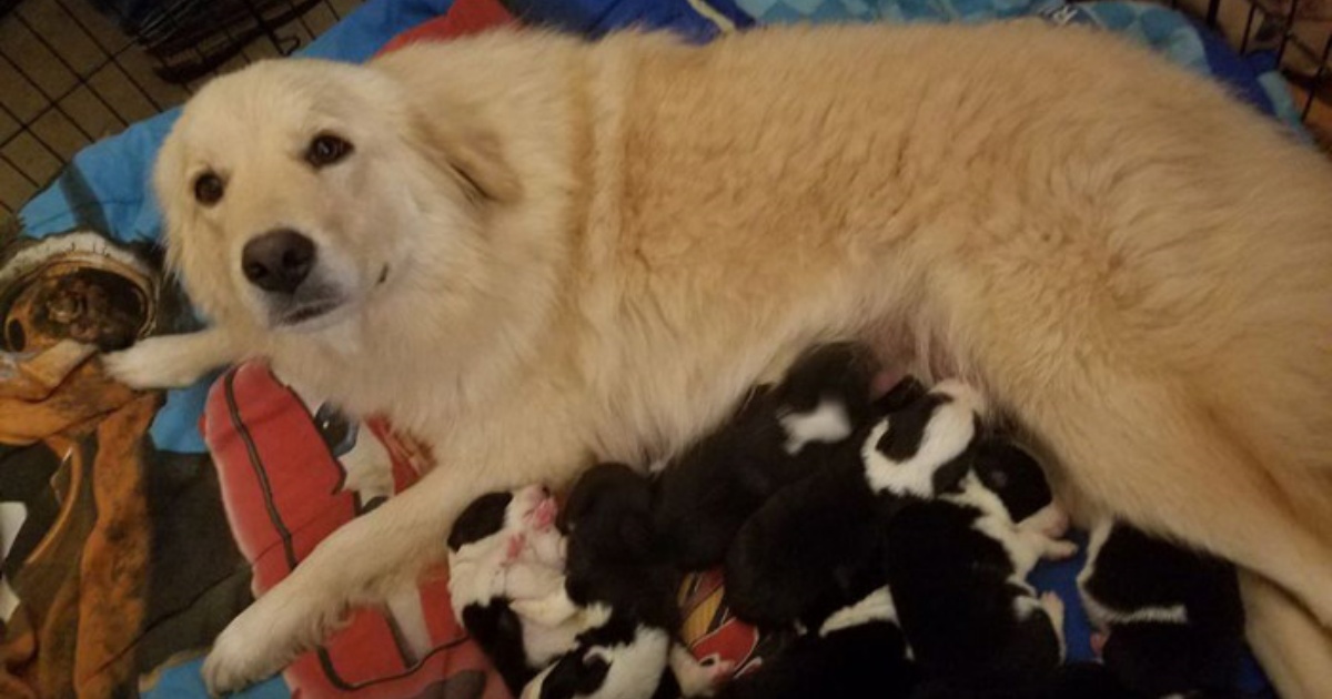 piccoli e cagnolona