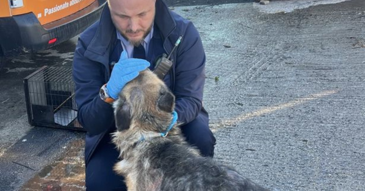 cagnolone e uomo