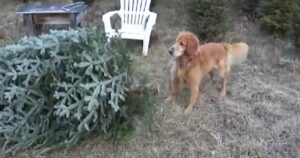 Golden Retriever usa un albero di natale come giocattolo da masticare (VIDEO)