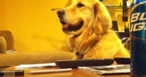 Golden Retriever amante della chitarra ha una reazione esilarante quando il suo proprietario smette di suonare (VIDEO)