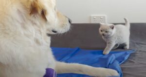 La sua proprietaria adotta un gattino per dare supporto emotivo al suo Golden Retriever ansioso (VIDEO)