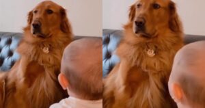 Golden Retriever è stranito dal nuovo fratellino umano della casa (VIDEO)