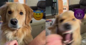 Golden Retriever cambia personalità in base al tutor e gli utenti impazziscono (VIDEO)