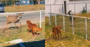 Un Golden Retriever si è innamorato del cervo che lo viene a trovare ogni giorno (VIDEO)