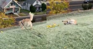 Golden Retriever non ne ha mai abbastanza di scivolare lungo la collina e le sue espressioni sono esilaranti (VIDEO)