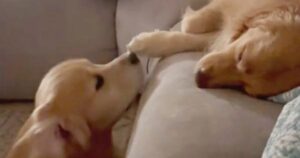 Questi due Golden Retriever sono anime gemelle: La sorellina piagnucola nel sonno e il fratello corre subito da lei (VIDEO)