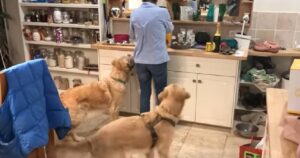 Golden Retriever affamati fanno la danza della cena mentre aspettano il cibo (VIDEO)