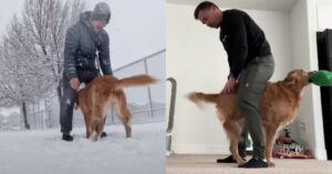 Papà e Golden Retriever eseguono la danza “Stompy” ogni giorno (VIDEO)