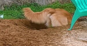 Mamma scopre che il suo Golden Retriever ha scavato un tunnel nel cortile (VIDEO)