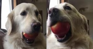 Proprietario sorprende il suo Golden Retriever a rubare una mela (VIDEO)