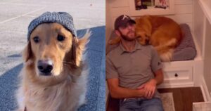 Un uomo condivide gli esilaranti motivi per il quale il suo Golden Retriever non sopravviverebbe in natura (VIDEO)