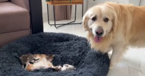 Golden Retriever non sa come reagire quando dei gattini si impossessano del suo letto (VIDEO)