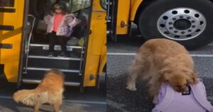 Golden Retriever porta lo zaino della sua migliore amica a casa ogni giorno al suo rientro da scuola (VIDEO)