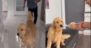 Golden Retriever ruba il sacchetto del pane dai proprietari e intrattiene il web (VIDEO)