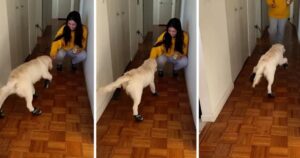 Golden Retriever ha bisogno di pratica con le sue nuove scarpe (VIDEO)