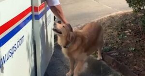 Golden Retriever si innamora dei corrieri e aspetta ogni giorno il loro arrivo