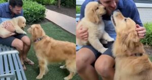 Golden Retriever ha imparato ad amare la sua nuova sorellina (VIDEO)