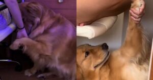 Golden Retriever ha bisogno di toccare i proprietari in ogni momento e questo attira l’attenzione degli utenti (VIDEO)