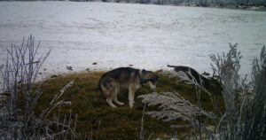 La telecamera nascosta registra una dolce Husky che si avvicina ad un animale straordinario