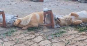 Un Labrador Retriever e un gattino si amano incondizionatamente (VIDEO)