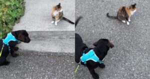 Cucciolo di Labrador Retriever cerca di fare amicizia con una gattina randagia (VIDEO)