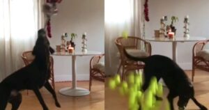 Proprietaria decide di organizzare una sorpresa speciale per il suo Labrador Retriever amante delle palline (VIDEO)