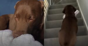 Ollie, il Labrador Retriever altruista che ruba il cuore di tutti con la sua voglia di aiutare gli altri (VIDEO)