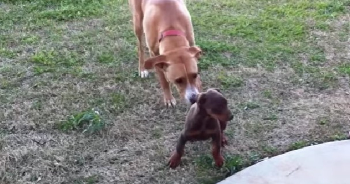 cane e dobermann