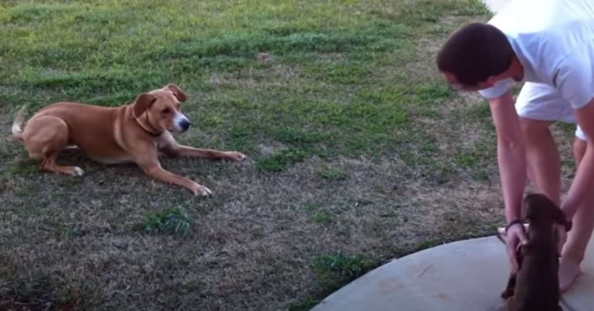 cucciolo dobermann e cane