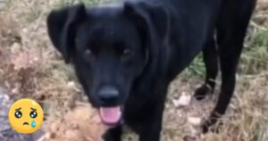 Cagnolina scompare da casa preoccupando tutti: la sorpresa insolita che porta al suo ritorno lascerà tutti a bocca aperta (VIDEO)