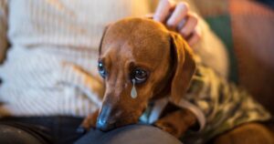 Salutare un cane che sta per andarsene è sempre straziante: il veterinario rivela cosa prova l’animale in quel momento