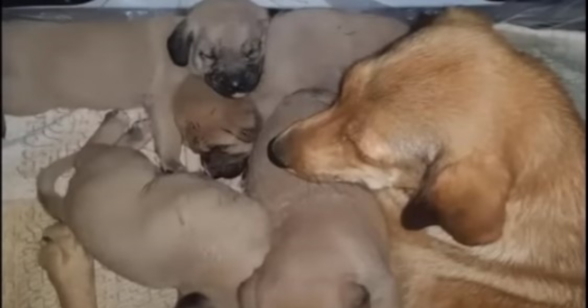 cuccioli e cagnolina