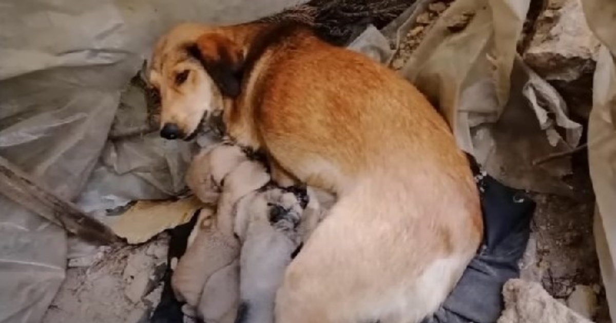 cuccioli e cagnolina