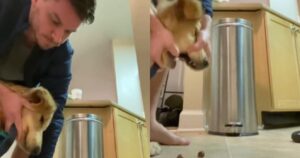 L’utente di Tiktok filma il suo Golden Retriever che cerca di contrabbandare qualcosa di inaspettato (VIDEO)