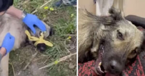 Cagnolina singhiozza incessantemente, incapace di smettere di piangere: la sua paura svela che non era l’unica a provare dolore (VIDEO)