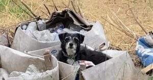 “Sono letteralmente scappati”, cagnolino anziano viene lasciato indietro dopo che la sua famiglia è stata sfrattata