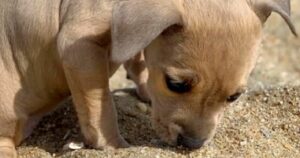 Cagnolina viene “scartata” perché malformata e viene abbandonata sul ciglio della strada (VIDEO)