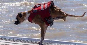 Cagnolino vive con due zampe dopo una vita difficile: la storia di Duncan e della sua rinascita (VIDEO)