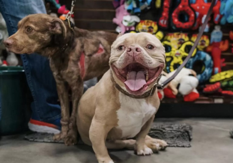 cagnolino leroy