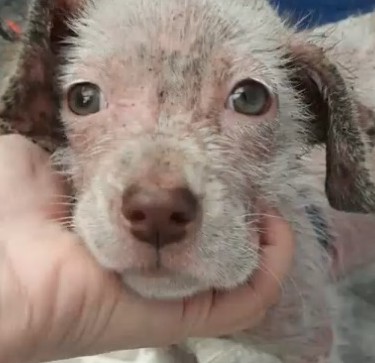 cagnolina manu