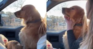 Gli utenti del web hanno trovato esilarante la reazione gelosa del Golden Retriever al nuovo cucciolo (VIDEO)