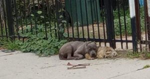 Cagnoline abbandonate non lasciano l’una il fianco dell’altra, ma la loro triste storia poi prende una svolta diversa