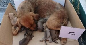 Mamma cagnolina abbandonata con i suoi nove cuccioli in uno scatolo di cartone: indaga la polizia