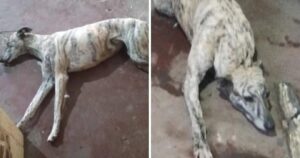 La dolce cagnolina è uscita di casa e non ha fatto ancora ritorno: la sua famiglia la cerca disperatamente