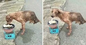 Cagnolino randagio affronta la vita di strada con enorme coraggio nonostante abbia solo due zampe