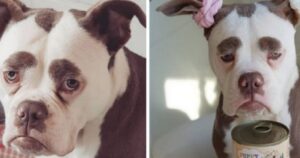 Madame Eyebrows è il cane con l’espressione sempre triste: sui social diventa una vera star