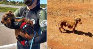 Un ciclista trova in strada un cane pelle e ossa: per portarlo a casa con sé ha trovato un modo incredibile