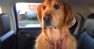 Golden Retriever non ne vuole sapere di andare dal veterinario: la sua reazione è tutta da ridere (VIDEO)