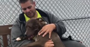 Guida per sei giorni attraversando gli Stati Uniti per salvare un Pit Bull destinato al macello