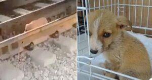 Piccolo cucciolo trovato sulle rotaie ha incontrato la sua famiglia per sempre (VIDEO)